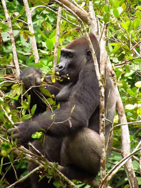 File:Westlwgorilla stefano lucchesi.jpg