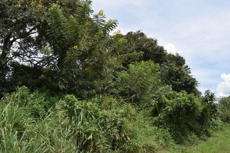 File:Kasokwa Kityedo habitat2.JPG