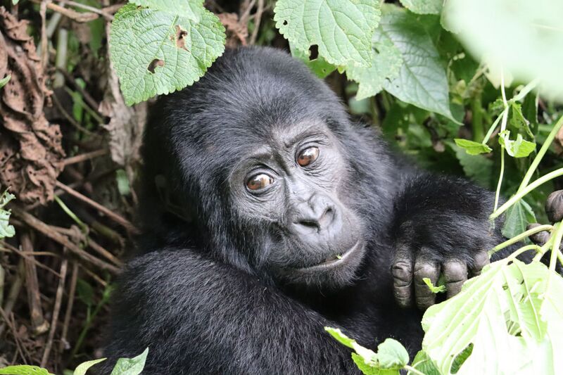 File:MtGorilla Dirck Byler.jpg