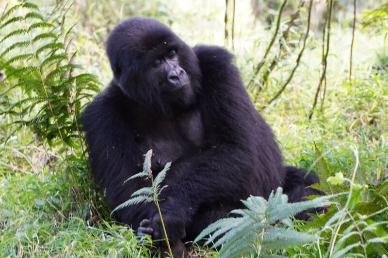 File:Gorilla IOrdazNemeth.jpg