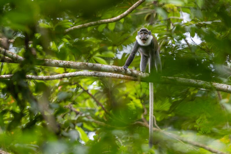 File:ANIOkomu monkey2.jpg