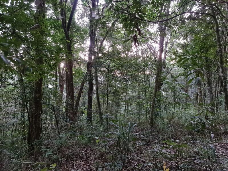 File:Forest JayWhite.jpg