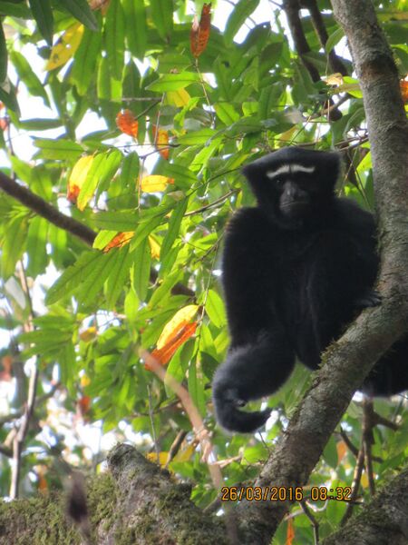 File:WCS MP AYTun Gibbon1.jpg