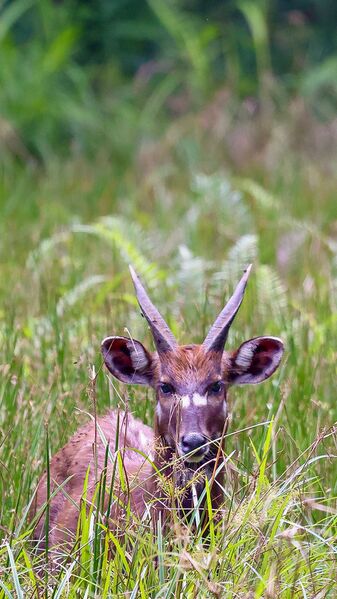 File:Bushbuck MonteAlen.jpg