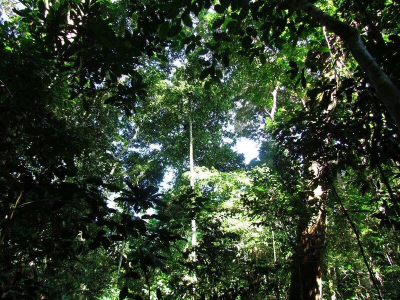 File:Kokolopori forest.jpg