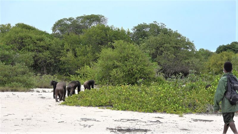 File:Chimpanzees loango coast.jpg