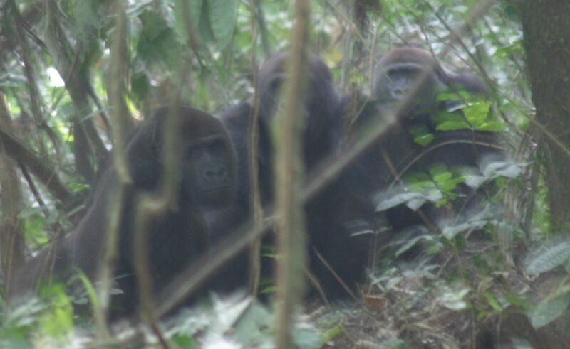 File:Gorilla2 crop.JPG