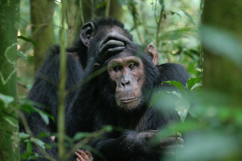 File:Budongo chimpanzee.jpg