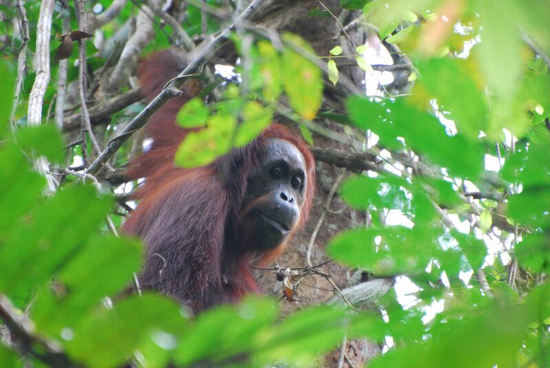 File:Orangutans LKWS.jpg