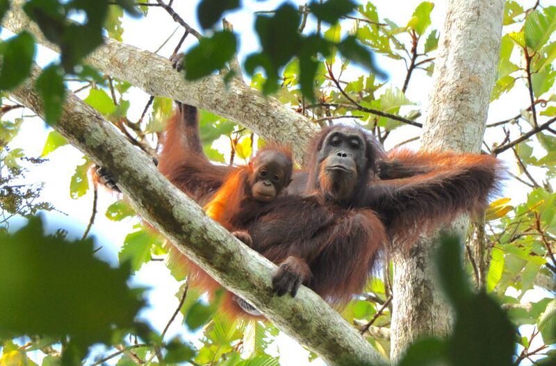 File:Res orangutan HUTAN.JPG.JPG