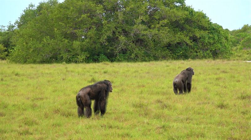 File:Chimpanzees loango savanna.jpg