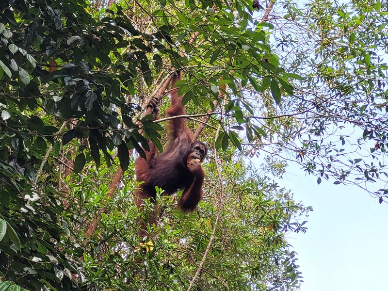 File:Orangutan eating Semenggoh.jpg