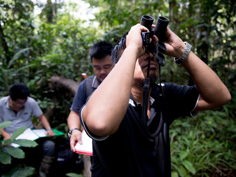 File:Res observe hutan2.jpg