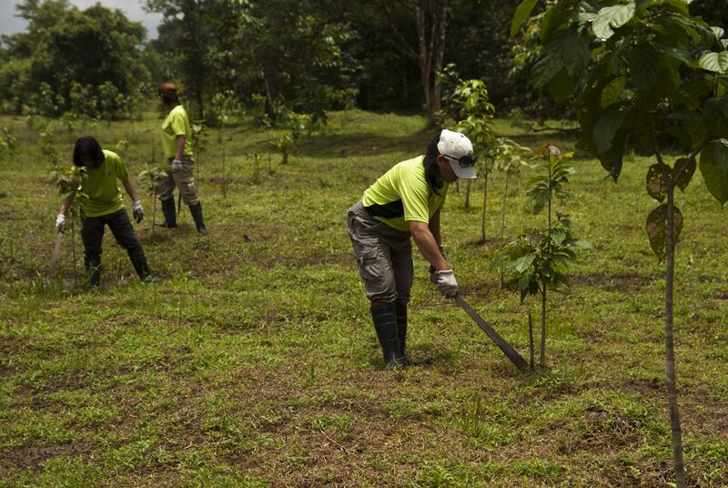 File:Cons Reforestation2 HUTAN.jpg