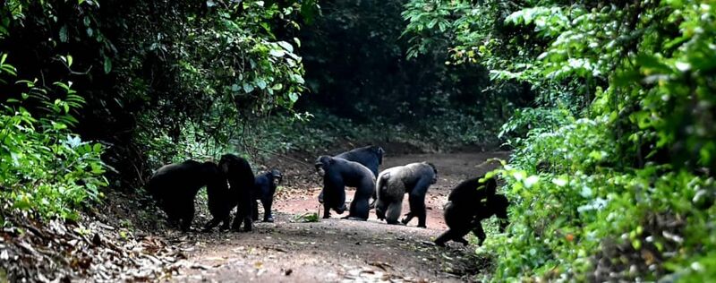 File:Banco chimps Credit OIPRCI.jpg